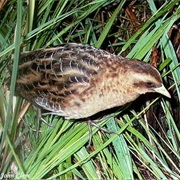 Yellow Rail