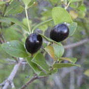 Conkerberry (Carissa Spinarum)