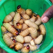 Sago Palm Weevil Larvae