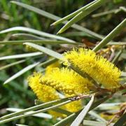 Narkoola National Park (QLD)