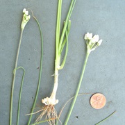 Elmendorf's Onion (Allium Elmendorfii)