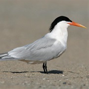 Elegant Tern