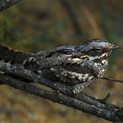 European Nightjar
