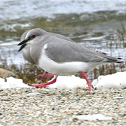 Magellanic Plover