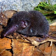 Jenkins' Shrew
