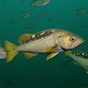 Yellowtail Rockfish