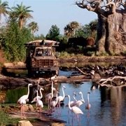 Disney's Animal Kingdom