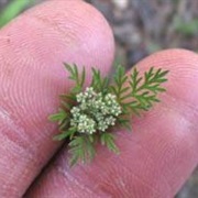 American Wild Carrot (Daucus Pusillus)