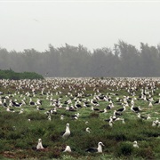 Midway Atoll National Wildlife Refuge