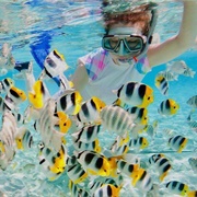 Fiving & Snorkelling in French Polynesia