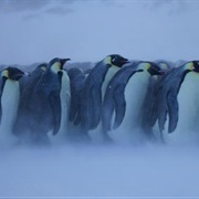 Huddle With Emperor Penguins
