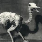 Oswald the Ostrich