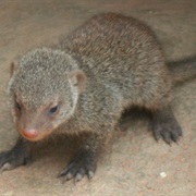 Mongoose