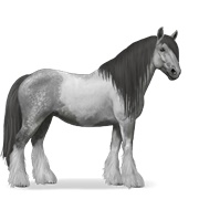 Gypsy Vanner - Dapple Gray Tobiano