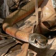 Astrebla Downs National Park (QLD)