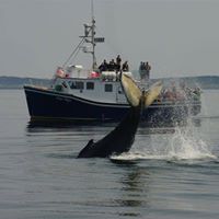Brier Island Whale and Seabird Cruises