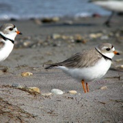 Appam Lake Waterfowl Protection Area, North Dakota