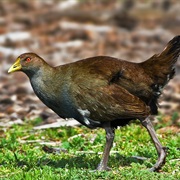 Tasmanian Nativehen