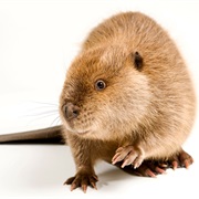 Beaver