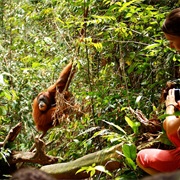 Gunung Leuser National Park, Sumatra, Indonesia