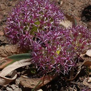 Broadstemmed Onion (Allium Platycaule)
