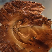 Iwatake / Seogi (Umbilicaria Esculenta)