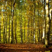 The Trees They Do Grow High