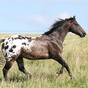 Appaloosa