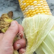 Shuck Corn