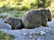 Maria National Park (NSW)