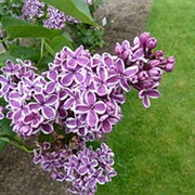 Hulda Klager Lilac Gardens (Woodland)
