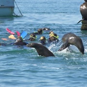 Queenscliff Seals