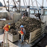 Goose Point Oysters (Bay Center, Washington)