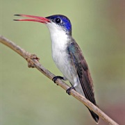 Violet-Crowned Hummingbird