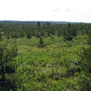 Kirtland's Warbler Management Area, Michigan