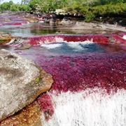 Caño Cristales