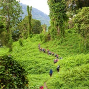 Kokoda Track