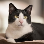 Lucify (From Cinderella)