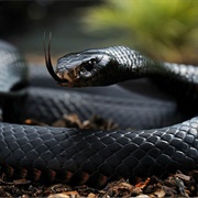 Black Mamba