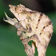 Chapman's Pygmy Chameleon (Possibly Extinct)