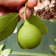 New Guinea Wild Lime (Citrus Warburgiana)