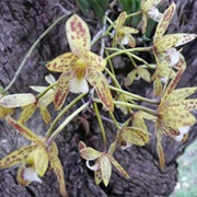 Small Groove-Leafed Cymbidium (Cymbidium Canaliculatum)