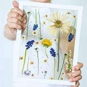 Pressed Flower Frames