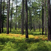 Piney Grove Preserve, Virginia