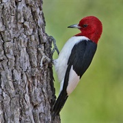 Red-Headed Woodpecker