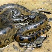 Anaconda