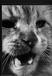 Butch, the Incredible Shrinking Man (1957)