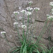 CHINESE CHIVES