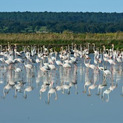 Tagus and Sado Estuary Nature Reserves, Portugal