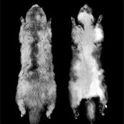 Telefomin Cuscus (Possibly Extinct)